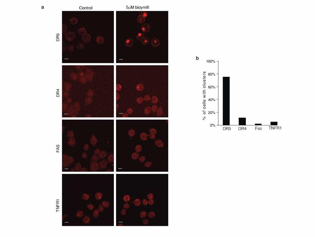 Supplementary Figure 14. Bioymifi-induces aggregation is specific for DR5. (a) DR5-Flag-expressing cells were incubated for 1 hour with DMSO (control) or 5 µm bioymifi.