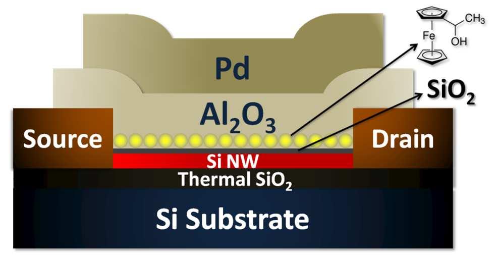 Molecular Flash based on SiNW FET Redox-active ferrocene attaching on SiO 2 tunneling layer Large memory window High On/Off ratio Negligible memory window in reference sample (without molecule layer)