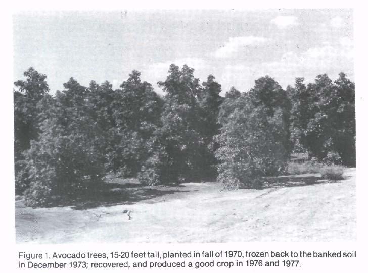 To protect the young tree trunks from freeze injury they were soil-banked until 1976.