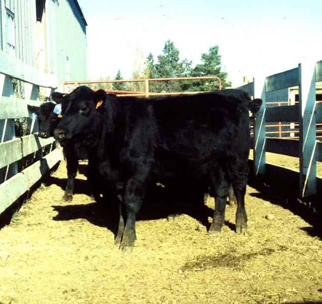 Breeding Management Exposing heifers close to puberty to sterilized bulls hastens puberty and