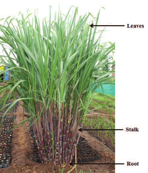 Figure 2.1: Sugarcane plant 16%. The main parts of the sugarcane plant are the Stalk, Leaf, and Root System is as shown in Figure 2.1. 1. The Stalk: The sugarcane is propagated by stem cuttings, containing one or more buds.