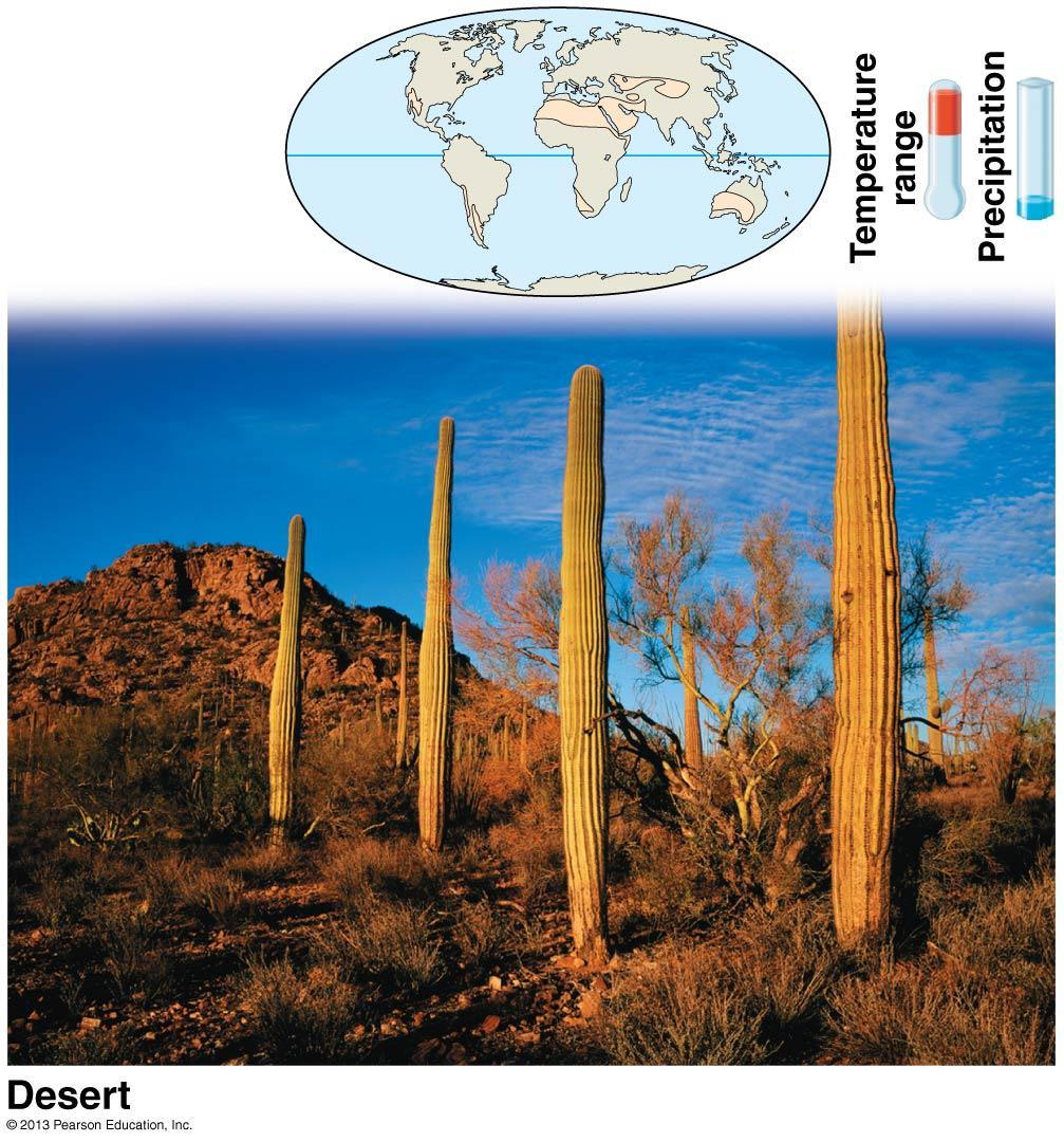 Terrestrial Biomes Deserts receive less than 25 cm of rainfall a