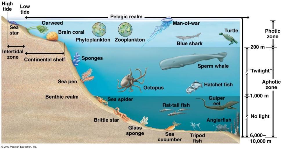 Aquatic Ecosystems Aquatic