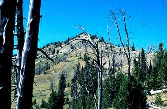 Whitebark pine decline FOR 426 Fire Management and Ecology Arno and