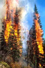 Restoration approaches Restore natural fire regimes Wildland fire use (lightning) Prescribed burns (planned ignitions) Suppression is the most common fire management action in most wilderness areas