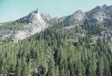 Challenges Long response time in this harsh, fragile environment Most whitebark pine forests are in parks and wilderness areas Subject to fire suppression, may not support wildland fire use Active