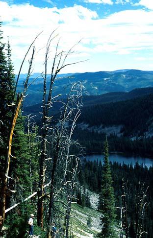 Importance of whitebark pine FOR 426 Fire Management and Ecology Scenery and recreation Forests collect snow and affect water