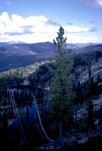 Whitebark pine decline FOR 426 Fire Management and Ecology Greatly reduced in extent and abundance due to combined effects of introduced disease (blister rust and West Nile virus), mountain pine
