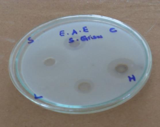 Lacto bacillus