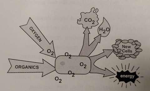 Types of Respiration Aerobic Respiration: oxygen is involved in the last step (as an