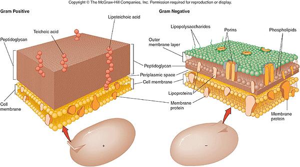 Gram Staining 9 Gram-Positive The cell wall of Gram-positive bacteria consists of thick layers of peptidoglycan outside the cell membrane.