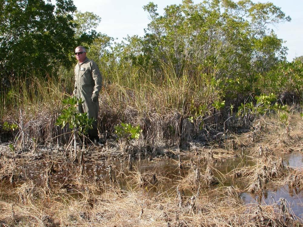 Peat Collapse - a possible consequence of rapid SLR SW Everglades (10 yrs) SLR (current) Marsh