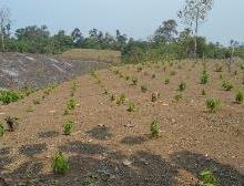 of cultivated area in tropical forest areas a r