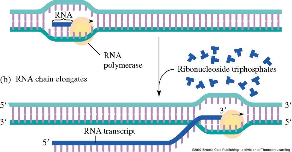 Elongation of the RNA