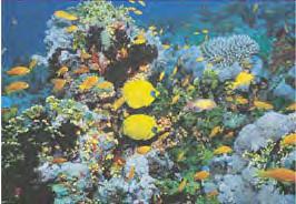 (open water) TROPICAL NERITIC BIOME Warm, stratified, oligotrophic waters Coral