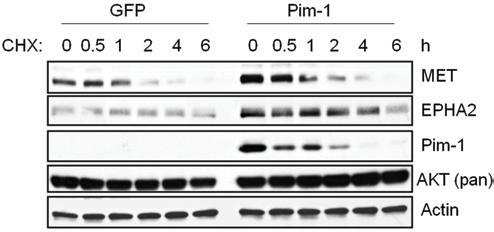 A B C Fig.S6. Pim-1 does not control RTK mrna expression or protein half-life.