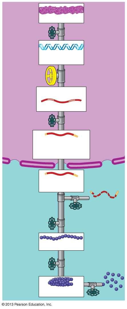 Gene Regulation in Eukaryotic Cells Unpacking of DNA Chromosome DNA Eukaryotic cells have more complex gene regulating mechanisms with many points where the process can be turned on or off.