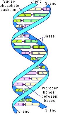 What is DNA & What is PCR? NANOBIOSYS 4 DNA (deoxyribose nucleic acid) is the genetic material of most organisms.