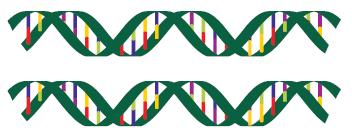 In nature, DNA is a double helix consisting of two strands of varying nucleotide combinations.