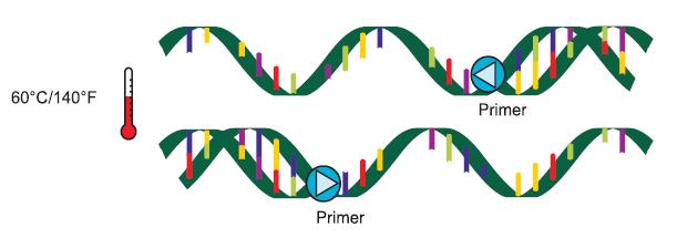 Denaturation The first part of the process separates the two DNA chains in the double helix.