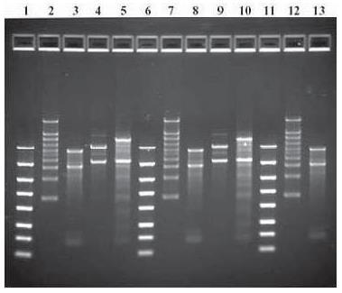 Conventional PCR VS Real-time PCR NANOBIOSYS 9 Conventional PCR