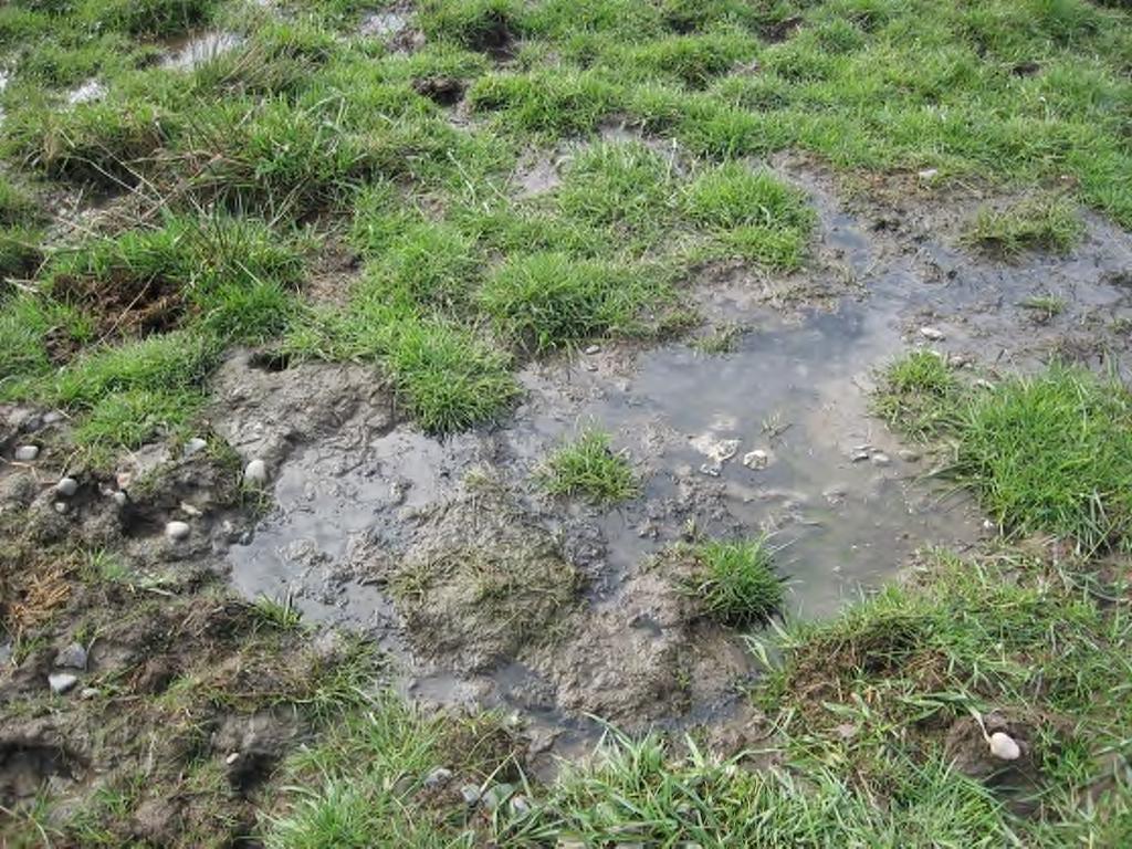 15. Does effluent ever surface over the sand filter? Sewage should always remain below ground. Sewage should never be surfacing over the drainfield.