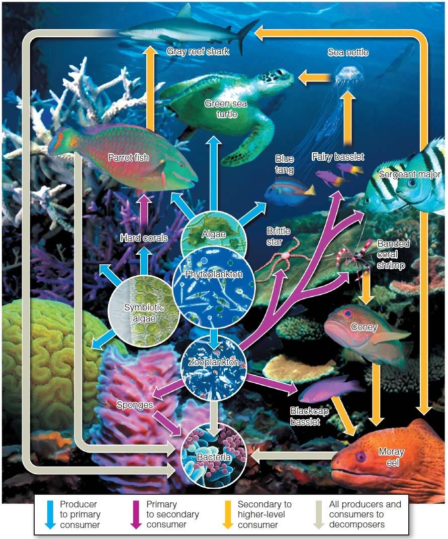Water as a Habitat 4 Factors Temperature Light Dissolved Oxygen *Nutrients Trophic Levels (Ch.