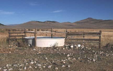 Heat Stress Management Water and feed management Provide animals with plenty of clean, fresh, and preferably cool drinking water Provide animals access to salt
