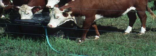 - 20 gallons 600 lb beef heifer 12 gallons 2000 lb