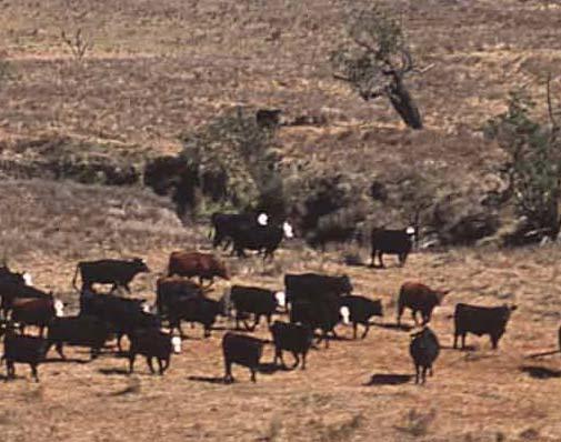 Distance to Water Sheep and cattle can forage up to 3 miles from water points Animals that need to drink more than once a day cannot forage as