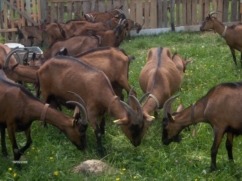 GOATS SECTOR IN MONTENEGRO The main breeds Alpine breed Alpine breed is becoming more and more popular (above 10 % in total