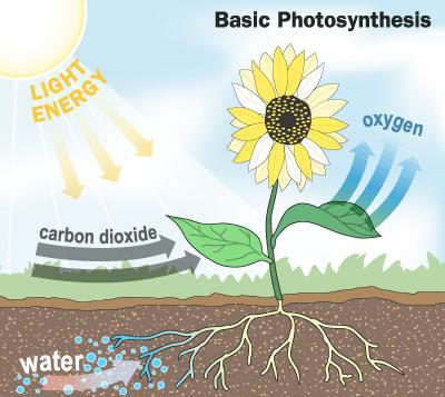 produce food Photosynthesis