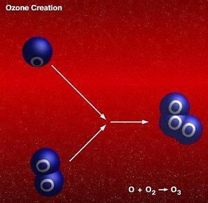 oxygen atoms Protects