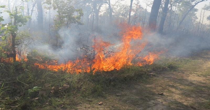 Terai Fuel wood Forest fire Grazing