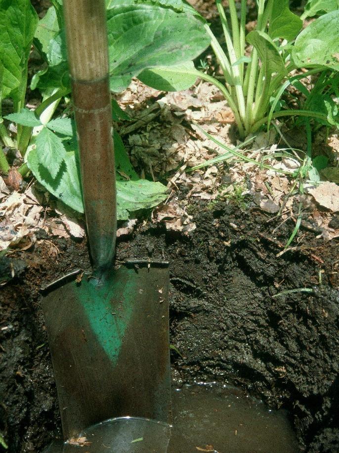 Wetland Soils: Wetland soils are called hydric soils. What happens to soils that stay saturated for long periods of time?