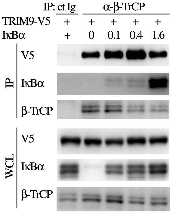 Supplementary Figure 5. I B does not complete with TRIM9 for -TrCP binding. At 48h post transfection with Flag- -TrCP and V5-TRIM9 and increasing amounts of I B (0-1.