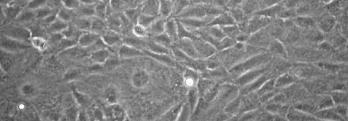 Luciferin Rat-1 fibroblast cell Relative light intensity / 45sec 2500 1500 500 0 1