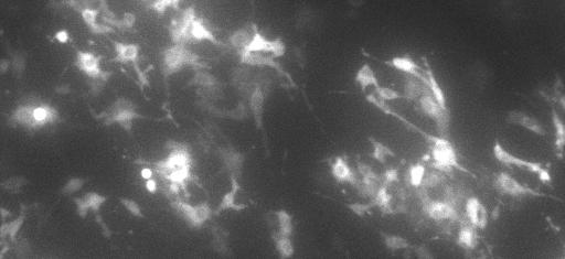 Bioluminescence image of NIH3T3