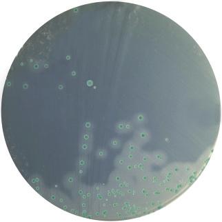 Enterococci Enterobacter sakazakii Cosmetic testing Clostridium tyrobutyricum Clostridium sulfite reducers