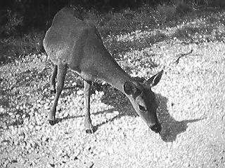 Abundance of Animals Florida Key Deer Summary Of Ecological Relationships In A