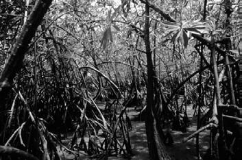 Sundarban* Trophic