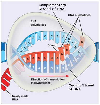 separate. 2. Complementary RNA nucleotides are added and then joined. RNA DNA U bonds to A A bonds to T C bonds to G G bonds to C 3.