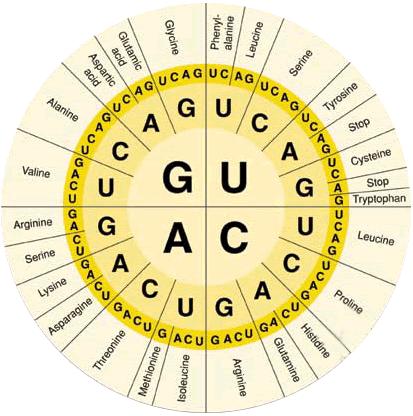 Since there are only 20 amino acids, several codons code for the same amino acid, some code for the start or stop of a protein.