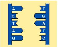 7 REPLICATION: when DNA makes an exact copy of itself to be used when cells divide or to
