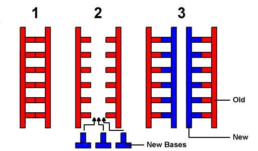 6. Two identical DNA molecules are formed. In the new DNA strand, half is old and half is new in each.