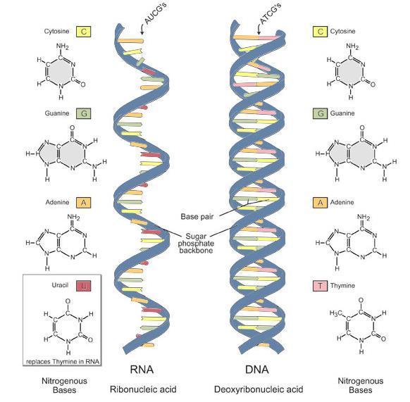 9 RIBONUCLEIC ACID: near copy of DNA that carries the code (or instructions) for protein synthesis from the nucleus to the cytoplasm RNA differs from DNA 1.