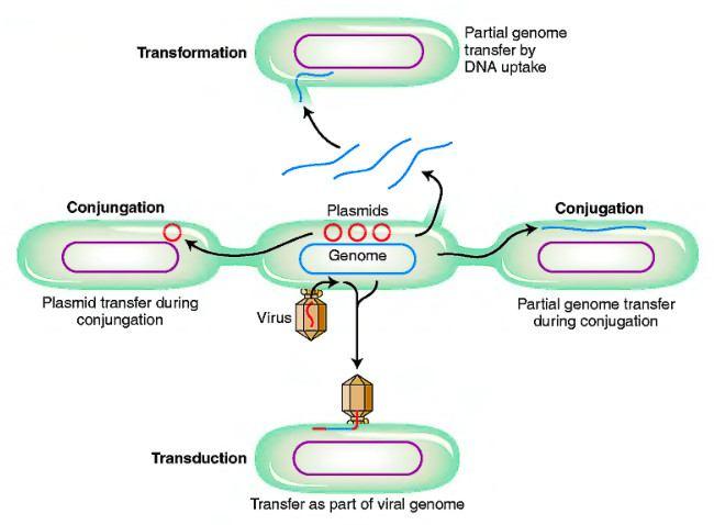 Gene exchange among prokaryotes Transformation: uptake of DNA from (dead) cells