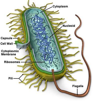 Bacteria Prokaryotes are unicellular organisms haploid, circular dsdna genome 70 S ribosome plasmamembrane, cytoplasm no nuclei, ER, Golgi, mitochondria asexual reproduction Present in most habitats,
