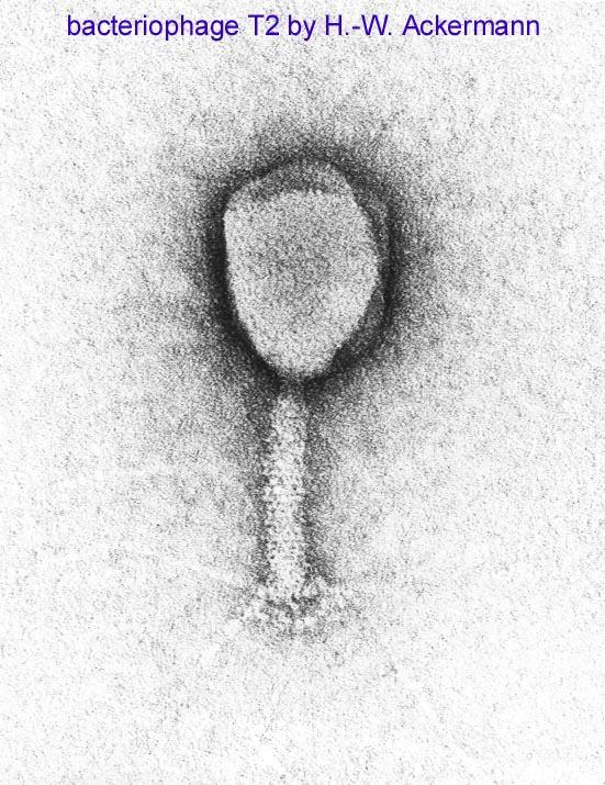 Phage genetics Work with bacteriophages (phages) was very simple. Some of the most important and fundamental genetic informations resulted from studies on E. coli phages T2, T4 and lambda.