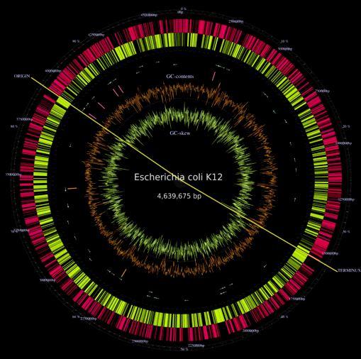Circular Genome Map represents circular bacterial genome (and plasmids) E.